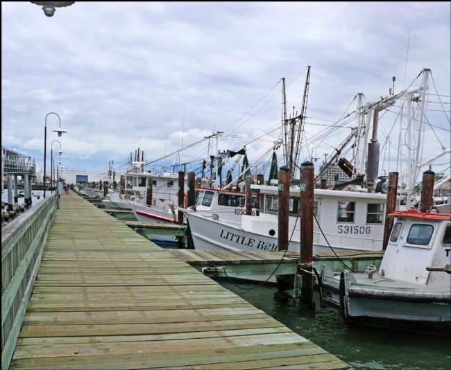 Shrimp Boats Docked at Pier 20 image. Click for full size.