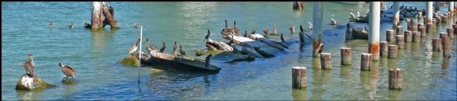 Pelicans on the Harbor Side of Pier 20. Click for full size. Pelicans on the Harbor Side of Pier 20 image. Click for full size.