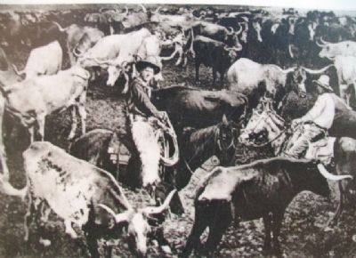 Image on Longhorn cattle arrive Marker. Click for full size. Image on Longhorn cattle arrive Marker image. Click for full size.