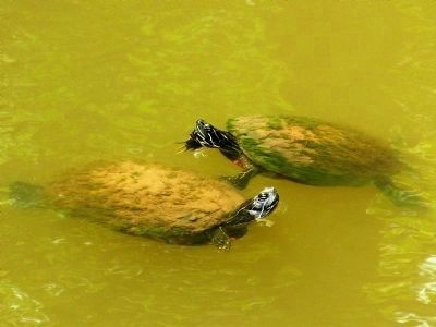 Two Turtles in the Lock image. Click for full size.