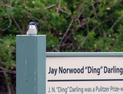 Tree Swallow on the marker post image. Click for full size.