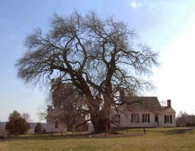 The Osage Orange Tree and Patrick Henrys House at Red Hill image. Click for full size.