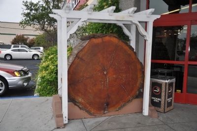 Tree Section Display image. Click for full size.
