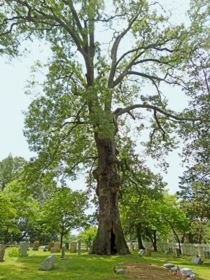 Old Hollow Willow Oak image. Click for full size.