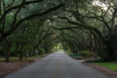 Canopy of giant oak trees lines Oak Street. image. Click for full size.