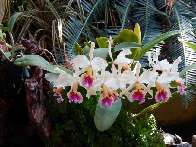 Orchids. Click for full size. Orchids image. Click for full size.