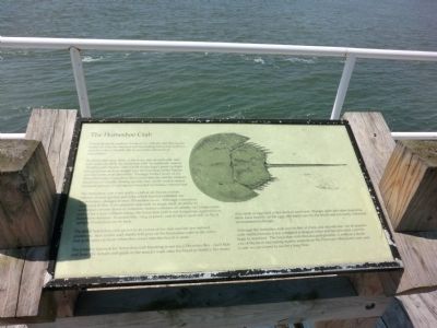 The Horseshoe Crab Marker image. Click for full size.