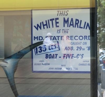 "The White Marlin Capital of the World" Marker. Click for full size. "The White Marlin Capital of the World" Marker image. Click for full size.