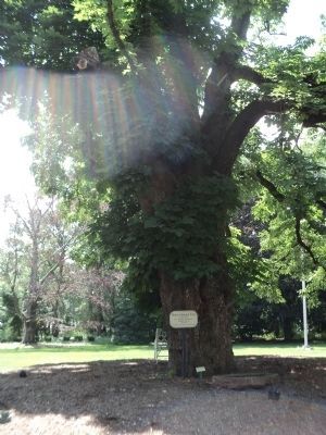 Horse Chestnut Tree with Marker image. Click for full size.