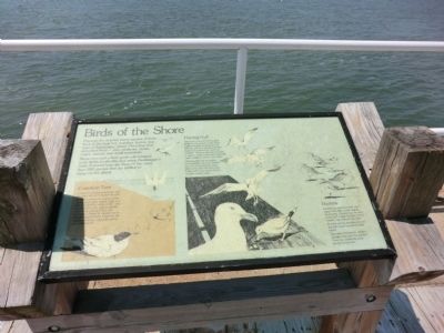 Birds of the Shore Marker image. Click for full size.
