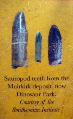 Sauropod teeth from the Muirkirk deposit, now Dinosaur Park image. Click for full size.