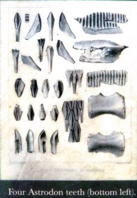 Four Astrodon teeth (bottom left). image. Click for full size.