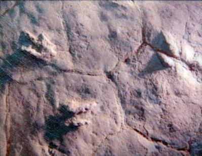 Dinosaurs Footprints image. Click for full size.