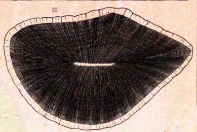 Astrodon Tooth in Cross Section image. Click for full size.
