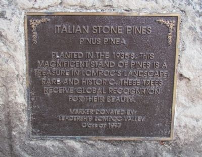 Italian Stone Pines Marker image. Click for full size.