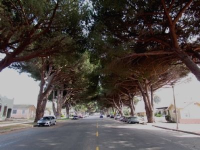 Italian Stone Pines along South H Street image. Click for full size.