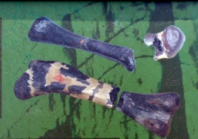 Dinosaur Bones. Click for full size. Dinosaur Bones image. Click for full size.
