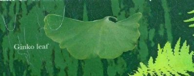 Ginko Leaf image. Click for full size.