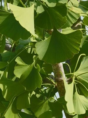 Ginko Leaves image. Click for full size.