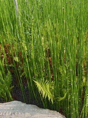 Horsetails and Ferns. Click for full size. Horsetails and Ferns image. Click for full size.
