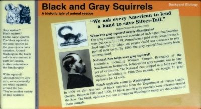 Black and Gray Squirrels Marker image. Click for full size.