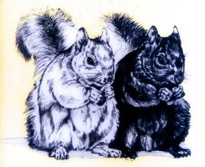 Black and Gray Squirrels image. Click for full size.
