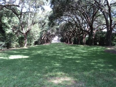 Avenue of Oaks image. Click for full size.