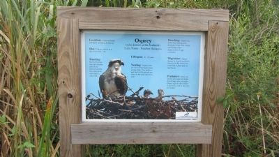 Osprey Marker. Click for full size. Osprey Marker image. Click for full size.