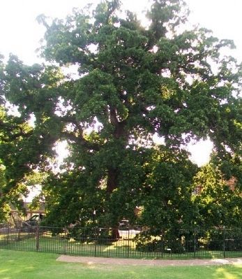 Creek Nation Council Oak. Click for full size. Creek Nation Council Oak image. Click for full size.