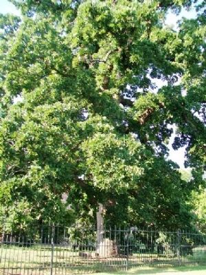 Creek Nation Council Oak. Click for full size. Creek Nation Council Oak image. Click for full size.
