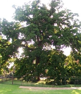 Creek Nation Council Oak. Click for full size. Creek Nation Council Oak image. Click for full size.