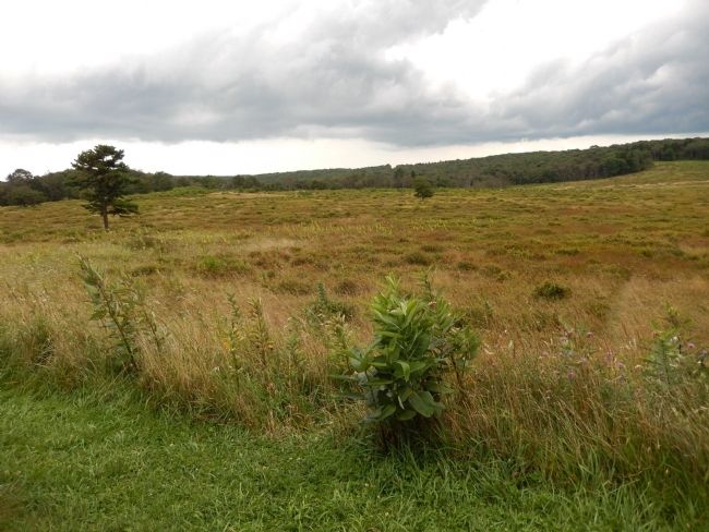 Big Meadow as seen from Harry F. Byrd, Sr. Visitor Center image. Click for full size.