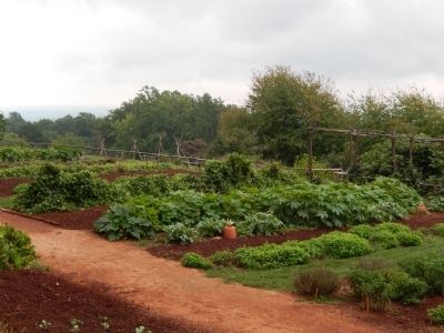 Thomas Jefferson's Garden as seen from Mulberry Row. Click for full size. Thomas Jefferson's Garden as seen from Mulberry Row image. Click for full size.