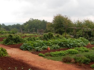 Thomas Jefferson's Garden as seen from Mulberry Row image. Click for full size.