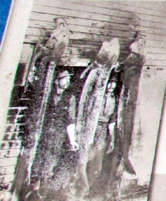 Sturgeon Catch of the Habel Fishery, 1898. Click for full size. Sturgeon Catch of the Habel Fishery, 1898 image. Click for full size.