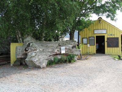 Live Oak Log Marker. Click for full size. Live Oak Log Marker image. Click for full size.