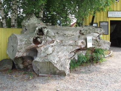 Live Oak Log. Click for full size. Live Oak Log image. Click for full size.