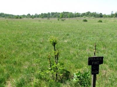 Tallgrass Prairie at the Boot Lake Nature Preserve image. Click for full size.
