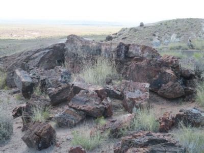 Petrified Wood image. Click for full size.