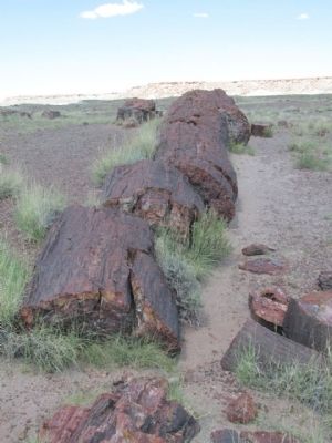 Petrified Log image. Click for full size.