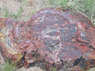 Petrified Wood image. Click for full size.