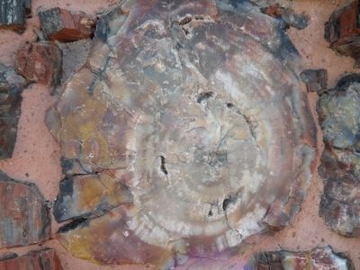 Petrified Wood Construction Material image. Click for full size.