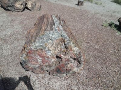 Petrified Wood image. Click for full size.