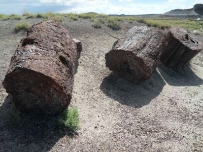 Petrified Wood image. Click for full size.