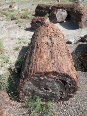 Petrified Wood. Click for full size. Petrified Wood image. Click for full size.