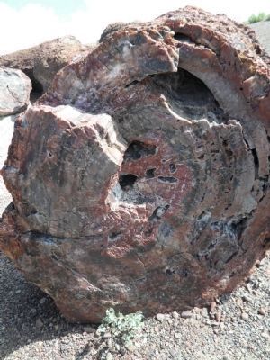 Petrified Wood. Click for full size. Petrified Wood image. Click for full size.