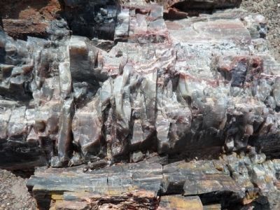 Petrified Wood. Click for full size. Petrified Wood image. Click for full size.