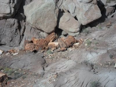 Petrified Wood. Click for full size. Petrified Wood image. Click for full size.