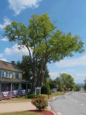 The Silver Maple image. Click for full size.