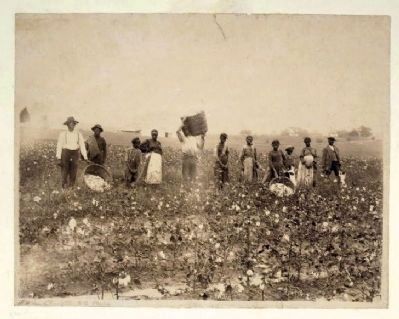 Land of cotton. Click for full size. Land of cotton image. Click for full size.